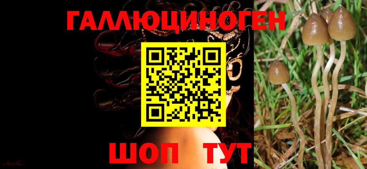 Галлюциногенные грибы прущие грибы Дербент
